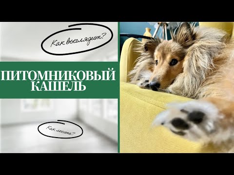 Видео: Питомниковый кашель у собак  | Как выглядит и чем лечить