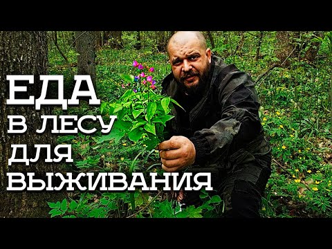 Видео: ВЫЖИТЬ В ЛЕСУ НЕВОЗМОЖНО| Найти еду и воду, развести костер, не так просто как кажется