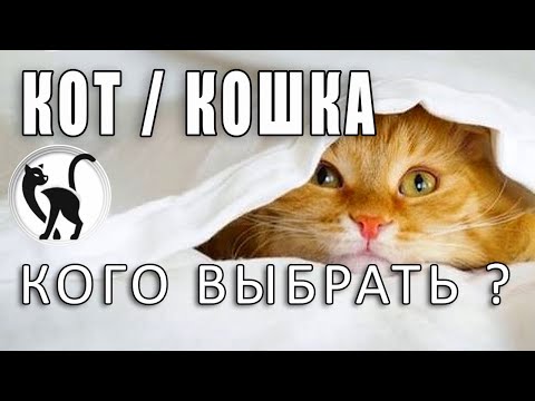 Видео: Кот или кошка - кого выбрать? Мнение специалиста