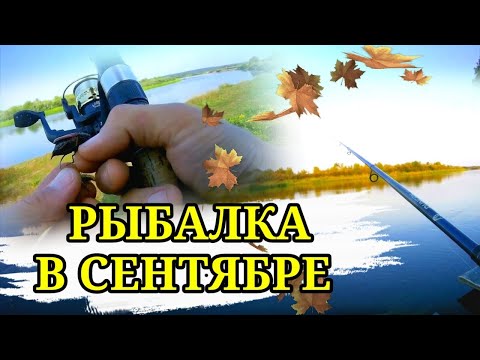 Видео: Рыбалка на майского жука в сентябре на реке Березина