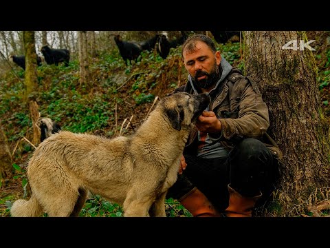 Видео: Козья семья Часть 2 | Документальный фильм ▫️4K▫️