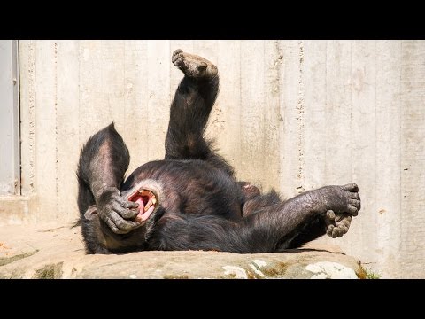 Видео: Функции философии (нужна ли  человеку  философия?), СМЫСЛ ФИЛОСОФИИ