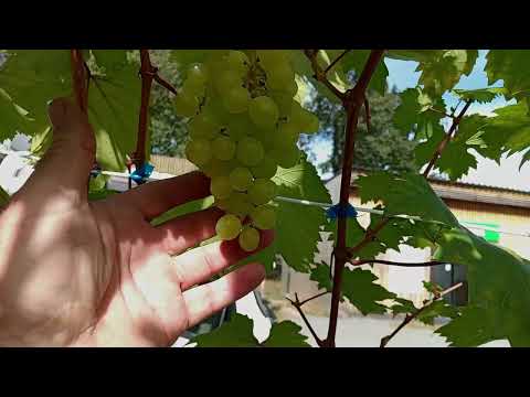 Видео: Виноград в Приморском Крае 🍇На пасанке Валёк 14 брикс, Молдова - Асфальт 21.5 Брикс, на 08.10.2025г.