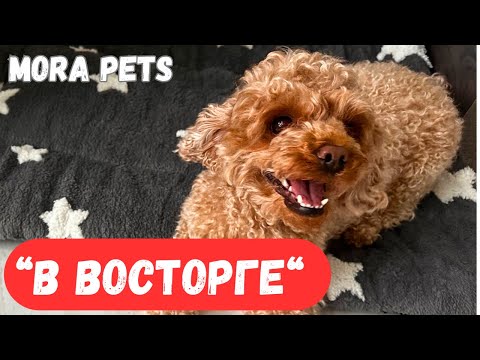 Видео: США РАСПАКОВКА от Mora Pets для собаки СБОРКА шкафа