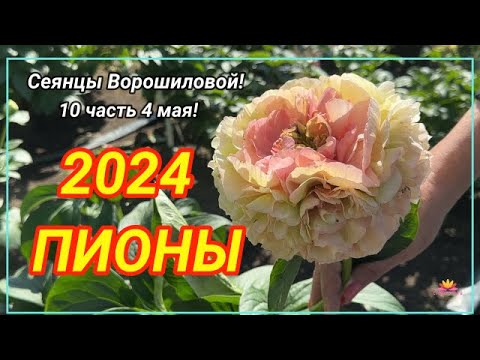 Видео: Цветение сеянцев пионов Ворошиловой А.Б. в 2024 году. Часть 10 / Сад Ворошиловой