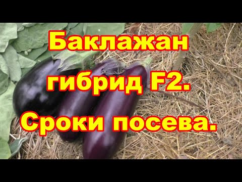 Видео: Когда посею баклажаны и опыт с гибридом F2 баклажана Максик