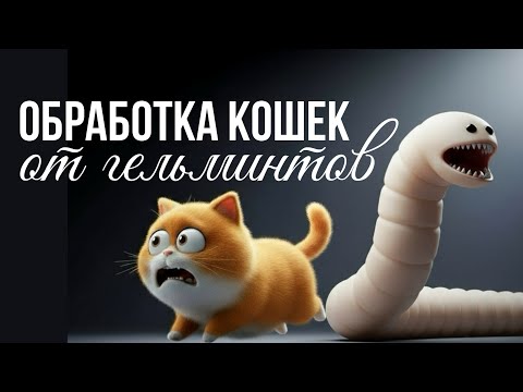 Видео: Как часто и чем обрабатывать кошку от глистов | Советы ветеринара 