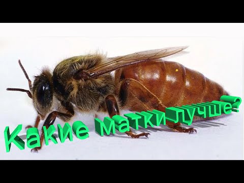 Видео: Профессор Кашковский: Какие матки лучше?