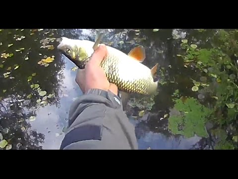 Видео: Микро речка. Щука, Голавль. Осень 2014 (Малая река)