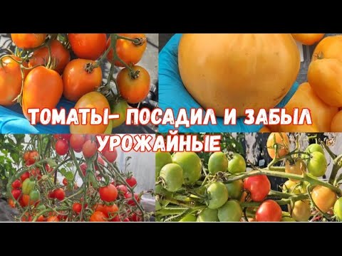 Видео: Только эти Томаты - посадил и собирай возьму с собой в 2026 год!