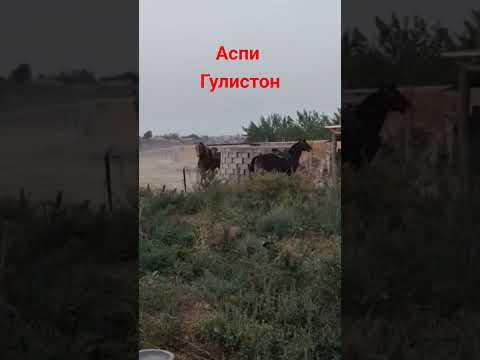 Видео: 15 сентября 2025 г.