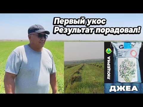 Видео: Люцерна ДЖЕА первый укос. Результат очень порадовал!!!