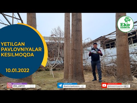 Видео: Етилган павловниялар кесилмоқда!