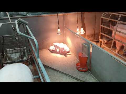 Видео: Продажа чистопородных поросят породы Йоркшир с СГЦ Genesus