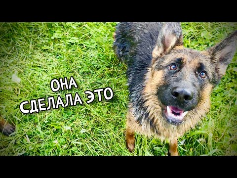 Видео: НЕМЕЦКАЯ ОВЧАРКА ВПЕРВЫЕ ПЛАВАЕТ