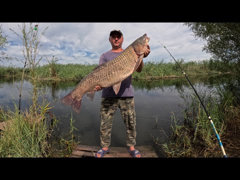 Видео: Рыбалка в Дельте реки Или. Белый Амур на камыш. Подводная охота. 1 Часть.