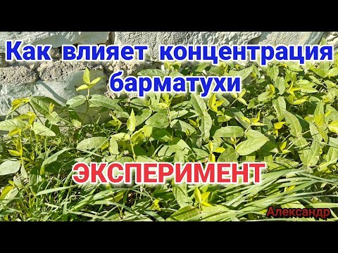 Видео: Как влияет концентрация барматухи. ЭКСПЕРИМЕНТ