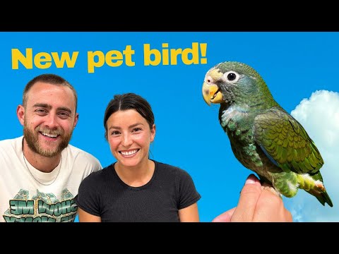 Видео: Усыновляем птичку в Юте — птенца белошапочного пионуса!