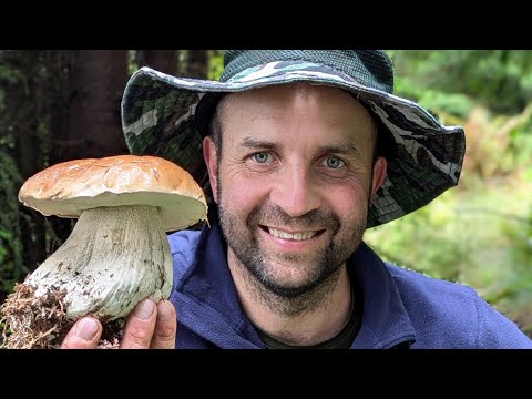 Видео: Ворохта, грибочки осінь 2024.