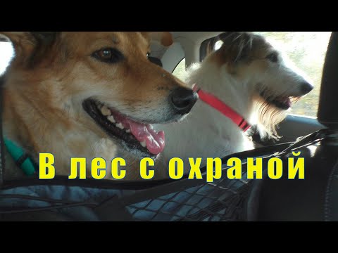 Видео: ЛОВИМ МОМЕНТЫ/ БАНДОЙ В ЛЕС/ С НИМИ НЕ СТРАШНО/ 09 и 10 сентября 2025