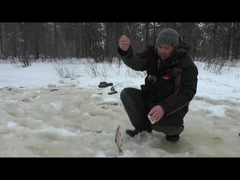Видео: Забрались глубоко в лесотундру на речку в которой рыбы просто тьма. Язь окунь сорога на мормышку.