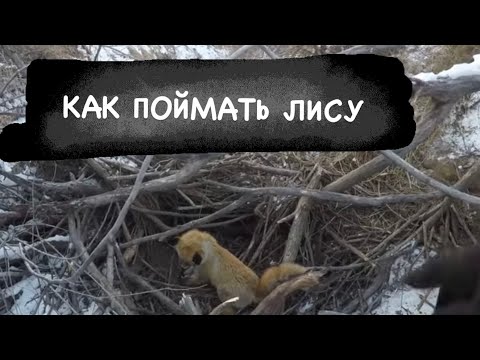 Видео: КАК ПОЙМАТЬ ЛИСУ / Лис в этом году много