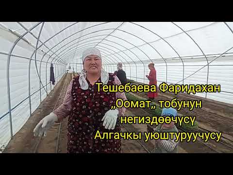 Видео: Теплица иштеткен айымдар.,,Оомат,, тобу,Таш-Дөбө айылы.