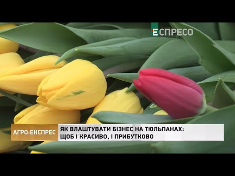 Видео: Как устроить бизнес на тюльпанах: чтобы и красиво, и выгодно | Агро-Экспресс