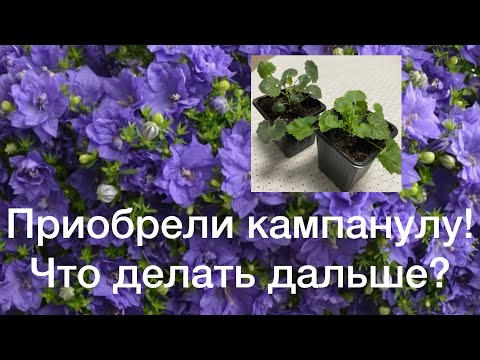 Видео: Кампанулы: что делать после покупки?