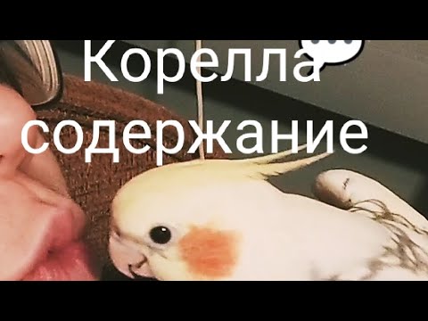 Видео: Попугай Корелла. Содержание корелл.  Всё о кореллах.