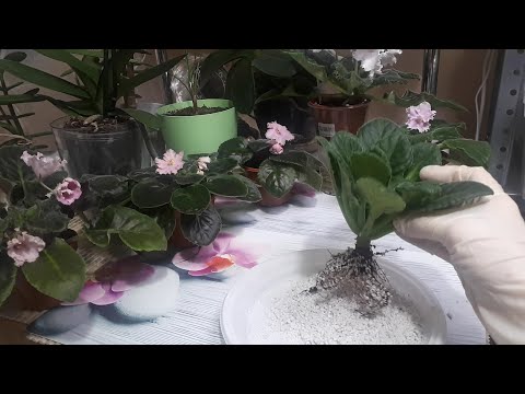 Видео: СЕКРЕТЫ ОМОЛОЖЕНИЯ Старой Фиалки!