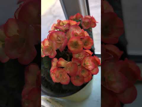 Видео: бегония элатиор #цветыдлядома