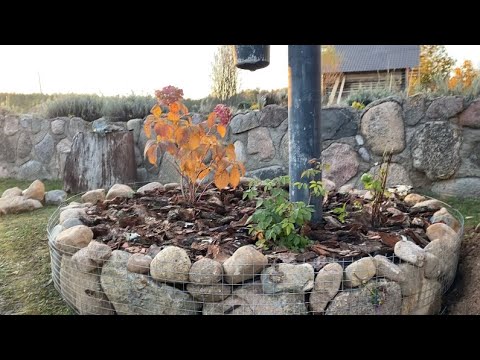 Видео: Цветочная клумба из подручных материалов/осенние хлопоты на дачном участке