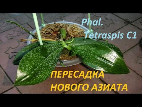 Видео: 🔍Phal  Tetraspis C1🌺. Пересадка новой орхидеи🌺