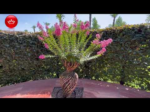 Видео: Август Парк Галицкого обзор 2025 