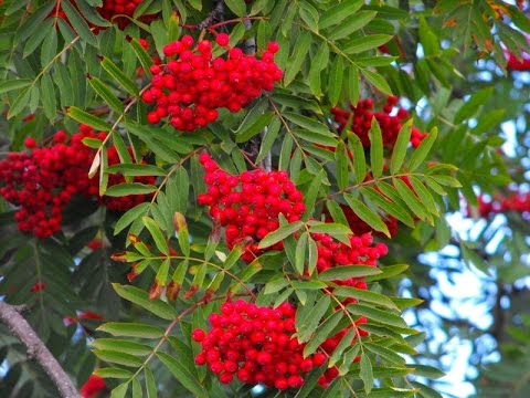 Видео: Джем из рябины
