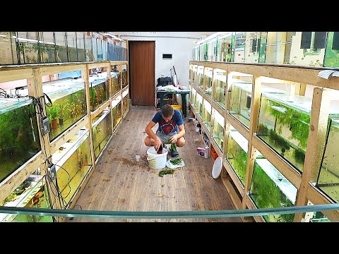 Видео: Высадил растения в стаканчики