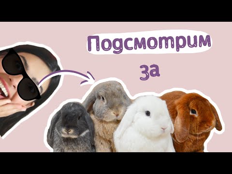 Видео: Смешные кролики | Funny animal videos | Декоративные кролики