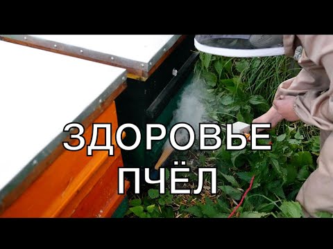 Видео: ЛУЧШЕЕ СРЕДСТВО ОТ ВАРРОАТОЗА, ПРАВДА