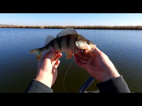 Видео: По троху клює!!! Судачек та Окунь на р.Інгул. #судак#джиг#рыбалкаслодки