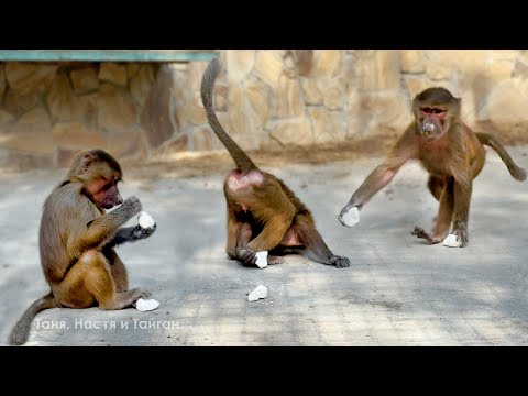 Видео: Степа НЕ ХУДОЖНИК! Степа строитель! Есть или не есть! Подростки так и не поняли, что делать с мелом!