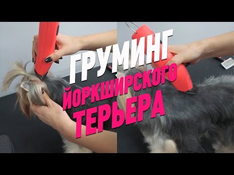 Видео: ГРУМИНГ ЙОРКА / Эпизод НОВОГО МАСТЕР-КЛАССА / ЙОРКШИРСКИЙ ТЕРЬЕР / GROOM SCHOOL