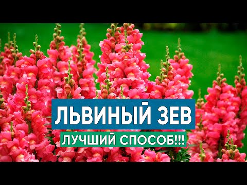 Видео: Лучший способ выращивания львиного зева. Пикировка сеянцев