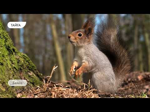 Видео: Флора и фауна природных зон Земли