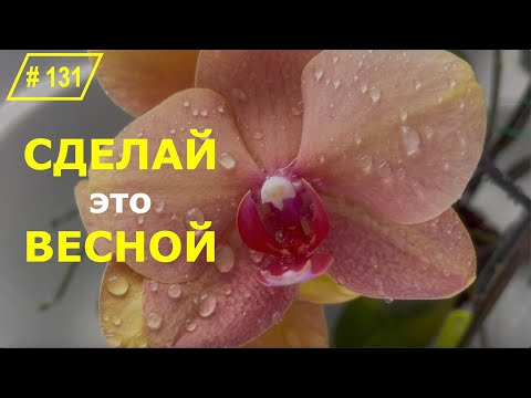 Видео: # 131 Чистим купаем защищаем ОРХИДЕИ от грязи и солнца. 1 ШАГ #ОрхидеиДляНачинающих #орхоуроки