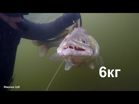 Видео: СУДАК НА 6кг в двадцати метрах от берега.Подводная охота р.Днепр.spearfishing