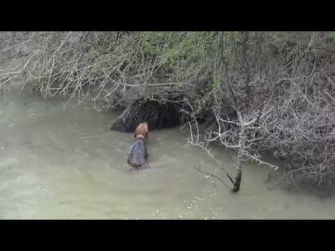 Видео: Състезание за ловни кучета в гатера край с. Черноочене (Кърджалийско) 07.04.2019 г