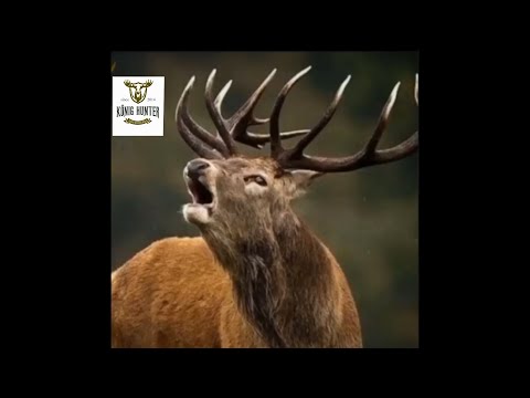 Видео: ОХОТА НА ОЛЕНЯ. DEER HUNTING