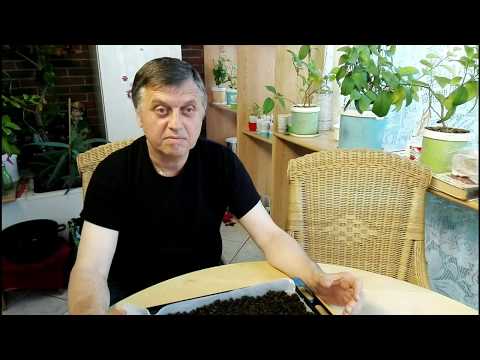 Видео: чай из вишни ( малины,черной смородины ,груши,и т д )