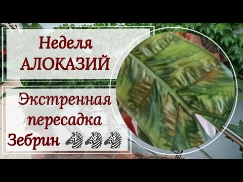 Видео: Неделя алоказий. Экстренная пересадка 🦓 ЗЕБРИНЫ 🦓 ЗЕБРИНЫ ТИГРИНЫ И 🦓ЗЕБРИНЫ ТИГРИНЫ СУПЕРБЫ.